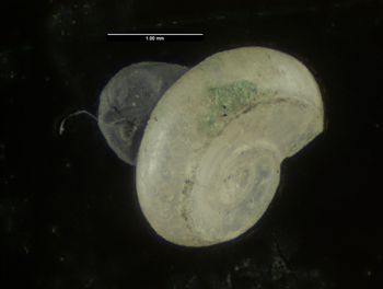 Media type: image;   Malacology 156273